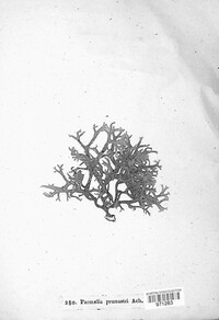 Evernia prunastri image